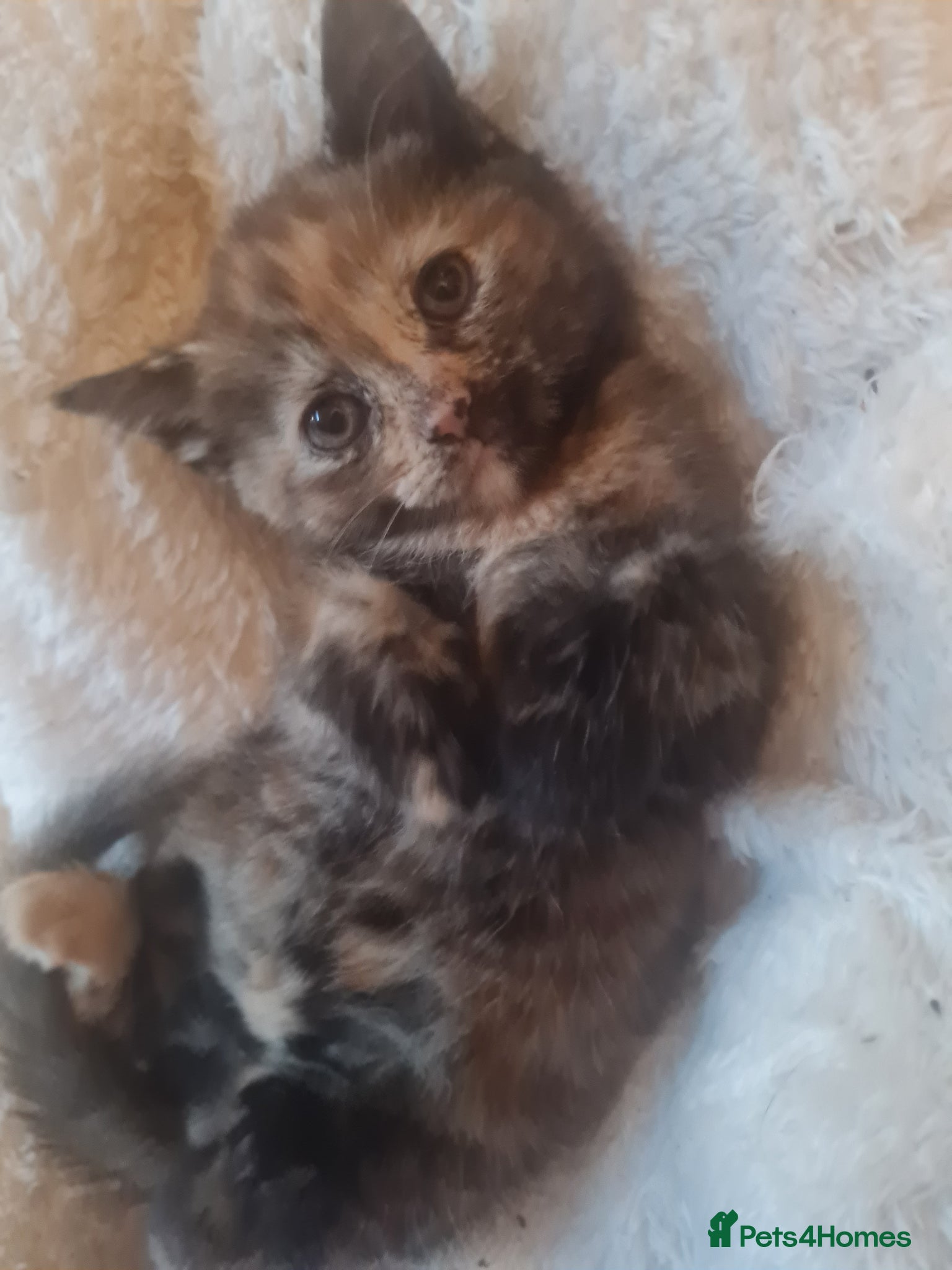 Mixed Breed cats for sale: 🐾 Beautiful Ragdoll Cross Kittens – £290 Each 🐾 in Greenford - Advert 17