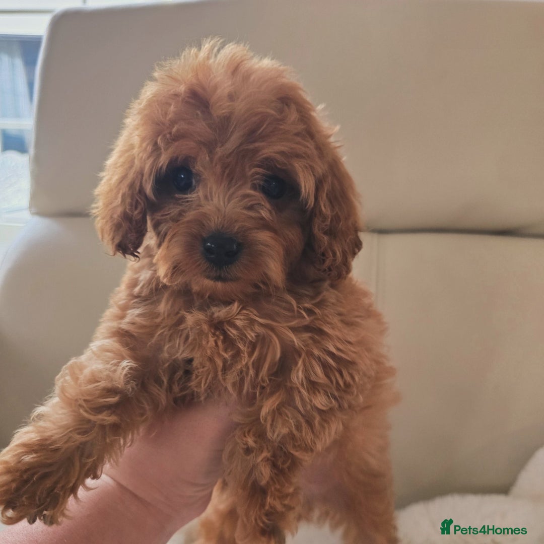 Cavapoo dogs for sale: Cavapoobabiesuk litter has arrived - Advert 5