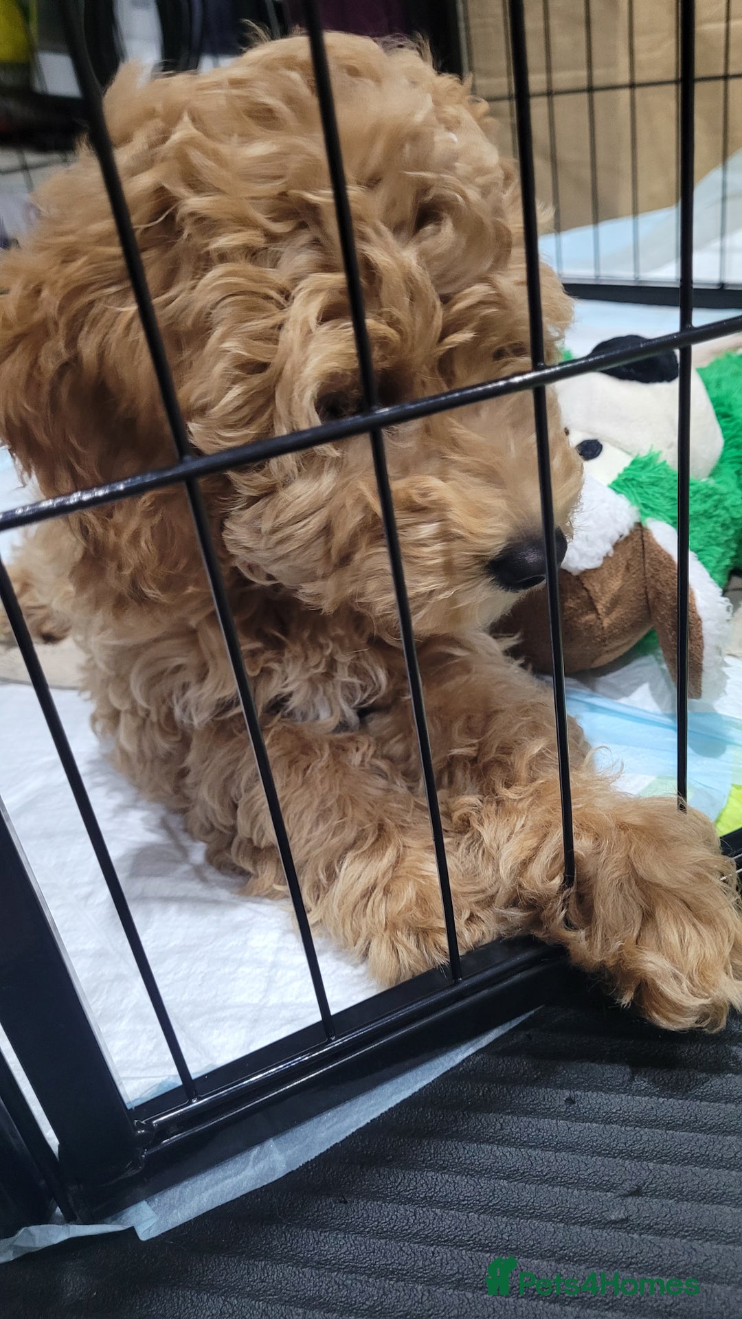 Cockapoo dogs for sale: Beautiful cockapoo girl pup - Advert 2