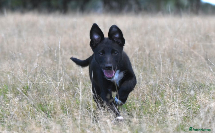 Mixed Breed dogs - Advert 4