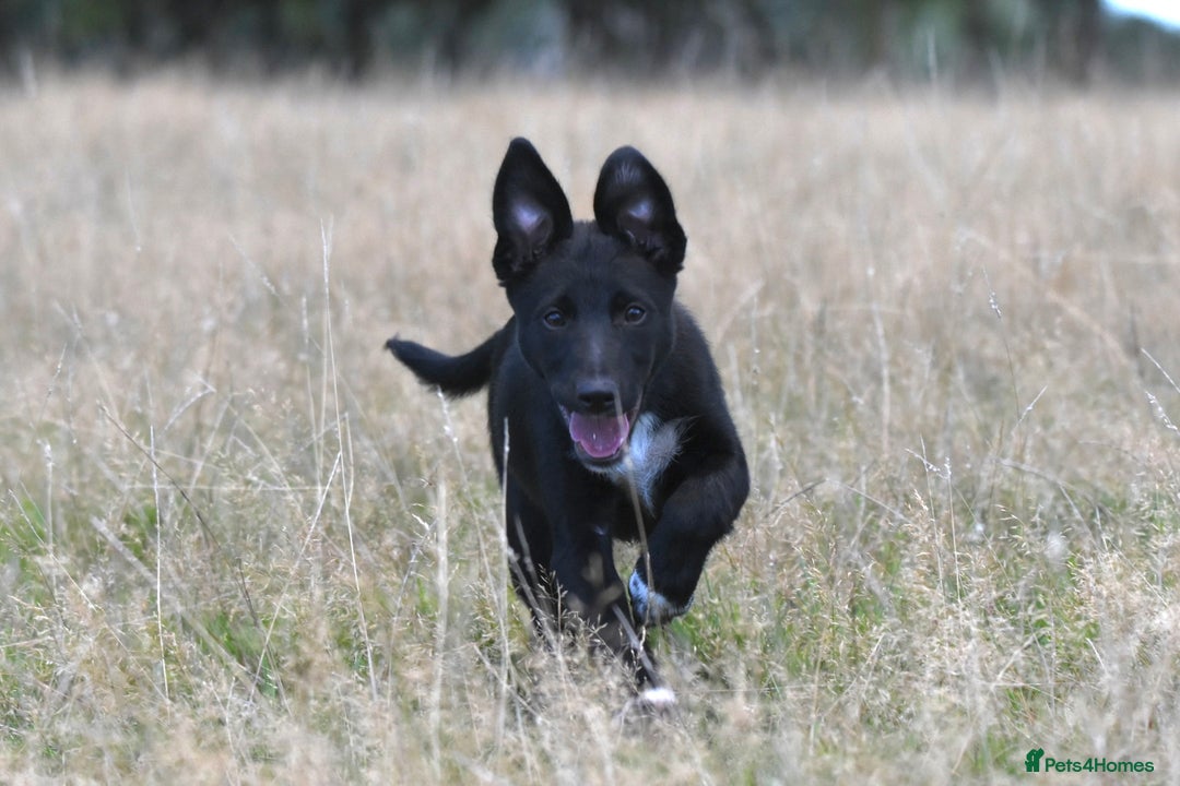 Mixed Breed dogs for sale: Kelpie x Collie puppies for sale!  - Image 1