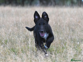 Mixed Breed dogs - Advert 6