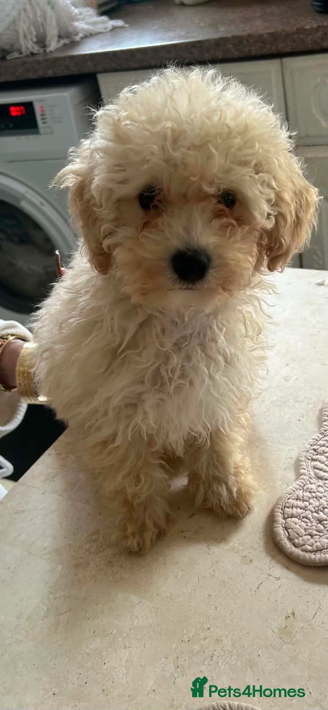 Poochon dogs for sale: poochon puppy  - Advert 3