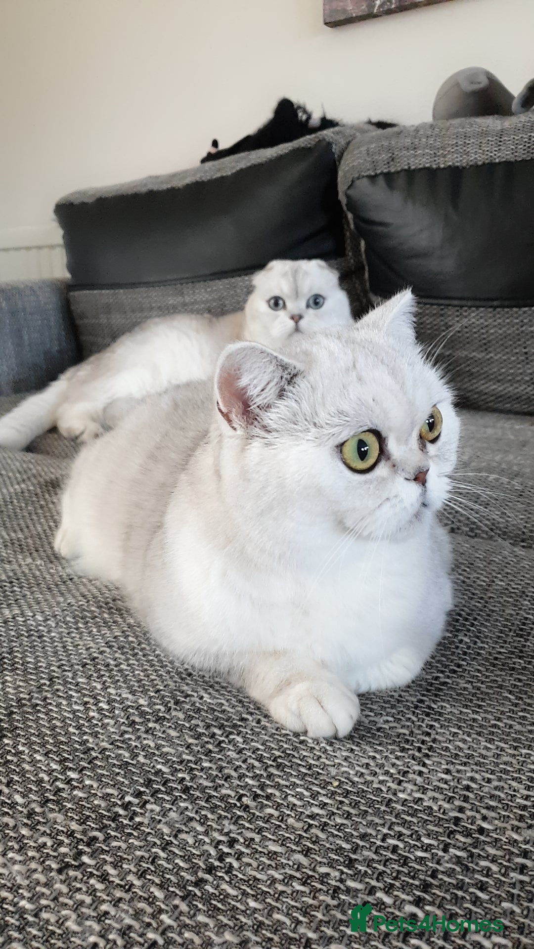 Scottish Fold cats for sale: Scottish Straight/British longhair  - Advert 7