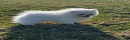 Pomeranian dogs for sale:     Luxury White Pomeranian Puppies  - Advert 11