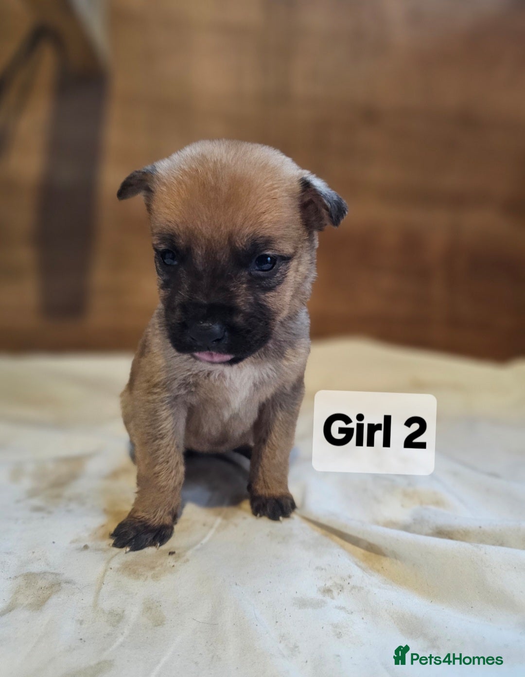Mixed Breed dogs for sale: German shepard x rottweiler pups - Advert 10