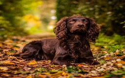 Cocker Spaniel dogs for sale: Chocolate cocker spaniel pups  - Advert 4