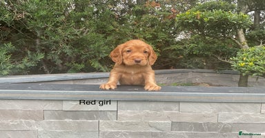 Cocker Spaniel dogs - Advert 3