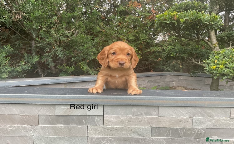 Cocker Spaniel dogs - Advert 1
