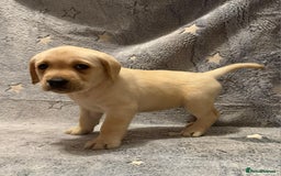 Labrador Retriever dogs for sale: Labrador retriever puppies  - Advert 14