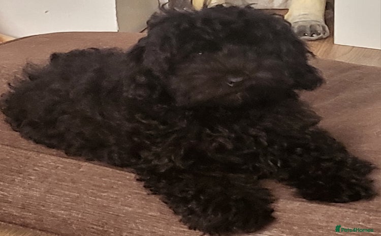 Cavapoo dogs - Advert 8
