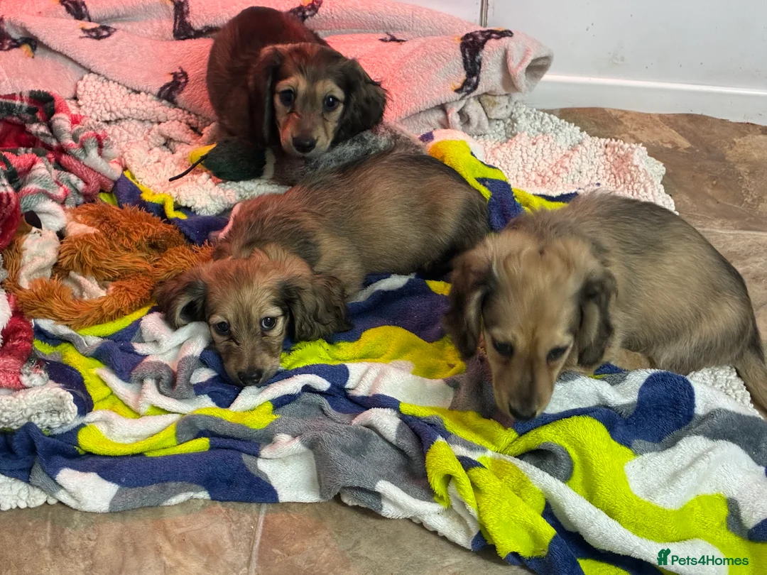 Miniature Dachshund dogs for sale: CREAM LONGHAIRED MIN DACHSHUNDS  - Advert 2