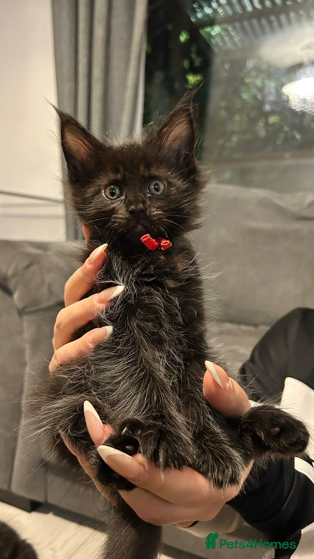 Maine Coon cats for sale: Mainecoon kittens  - Advert 3