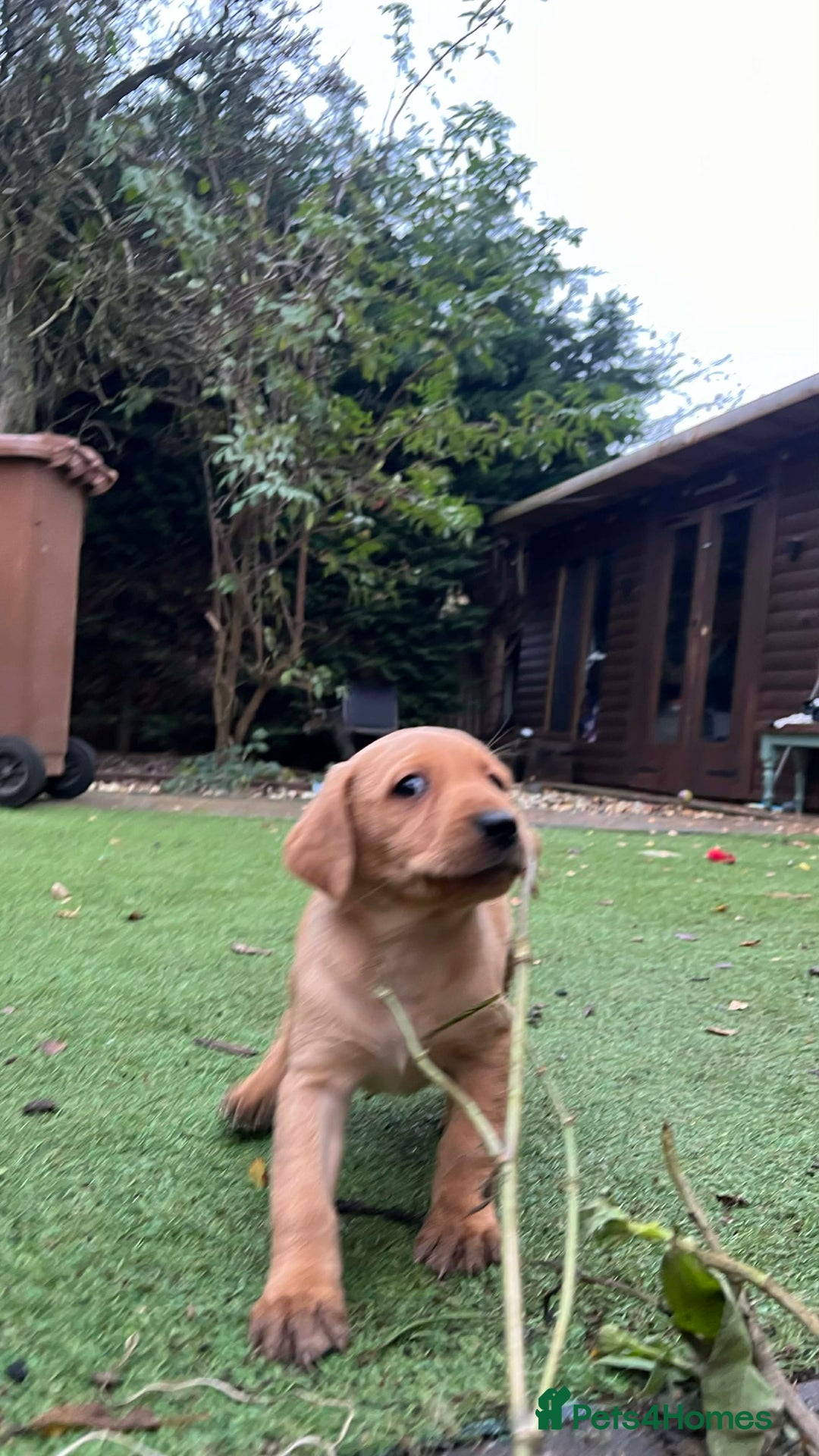 Labrador Retriever dogs for sale: Beautiful Labradors. Ready to go! - Advert 17