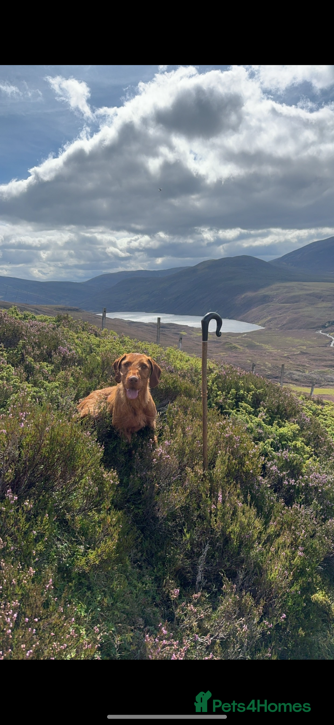 Hungarian Vizsla dogs for sale: Wirehaired Vizsla’s - Image 40