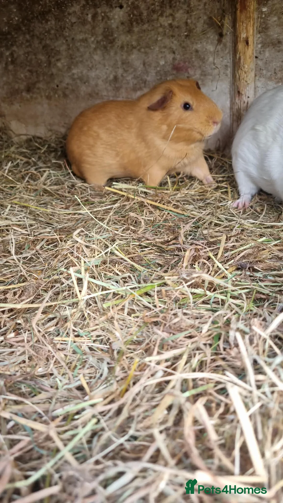 Guinea Pig rodents for sale: 1x male guineapig nearly 4 months old  - Advert 3