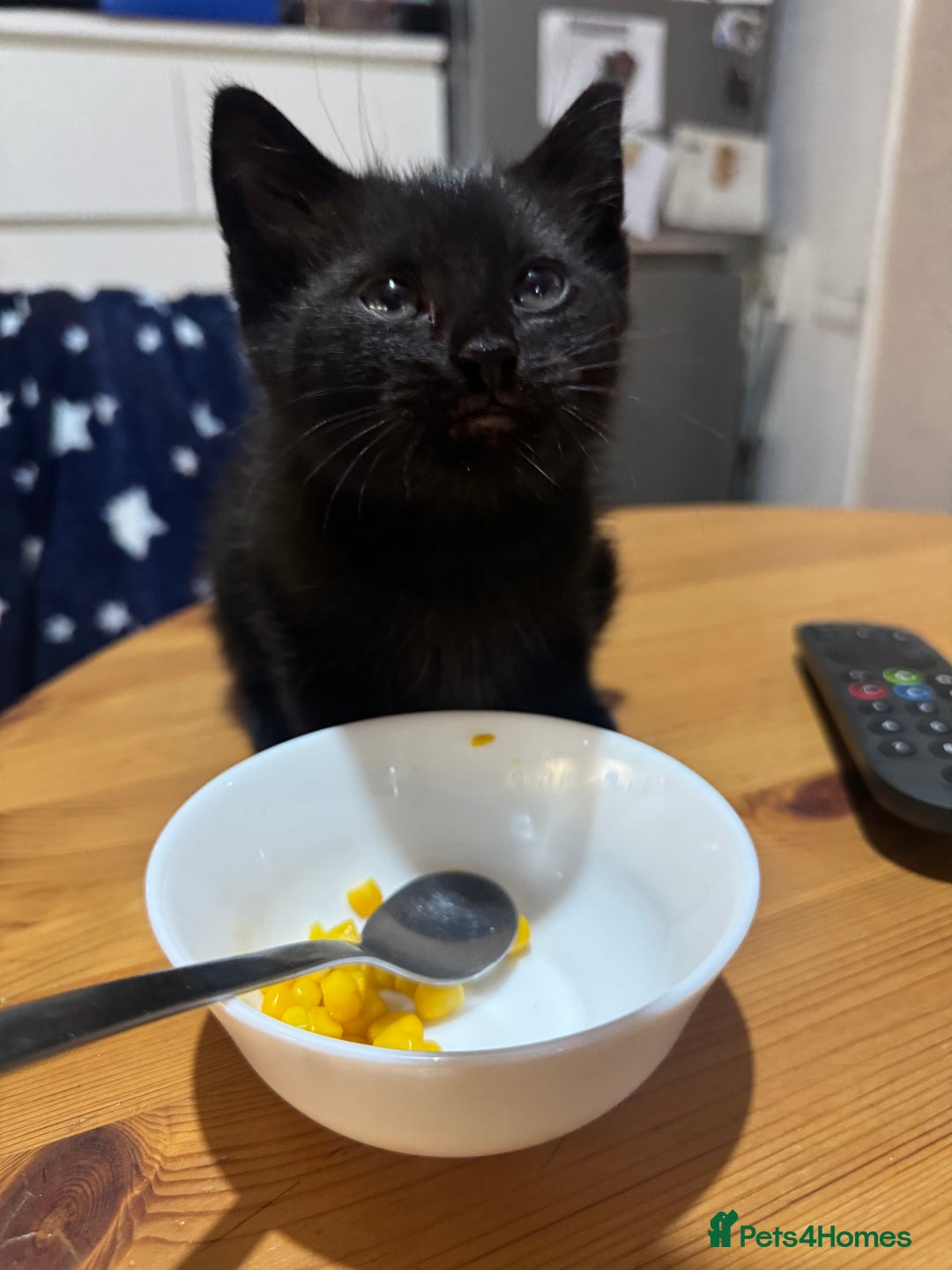 Mixed Breed cats for sale: Lovely kitten - Image 3