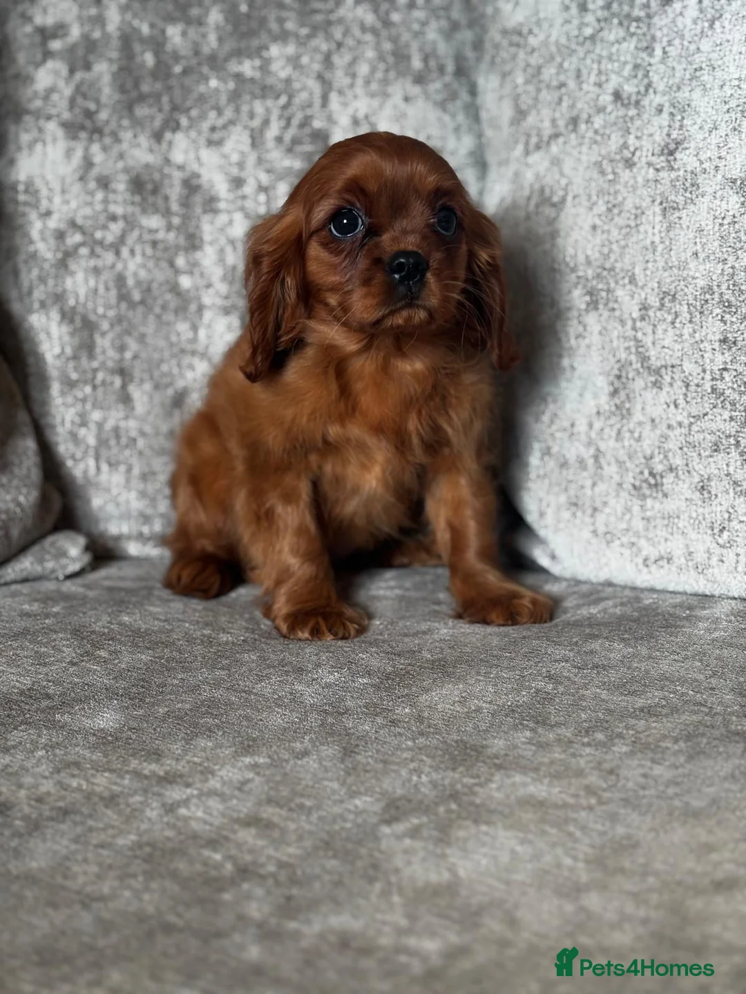 Cavalier King Charles Spaniel dogs for sale: CAVALIER KING CHARLES SPANIELS  - Advert 3