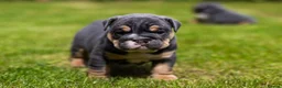 English Bulldog dogs for sale: English Bulldog Puppies  - Advert 2