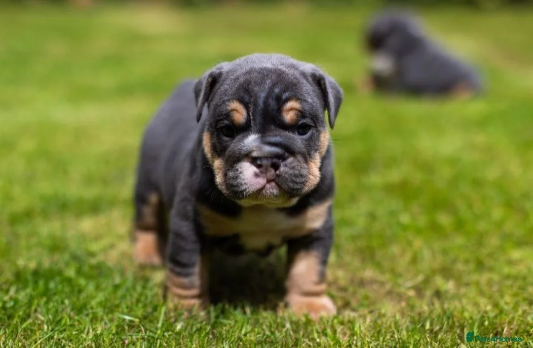 English Bulldog dogs for sale: English Bulldog Puppies  - Advert 2