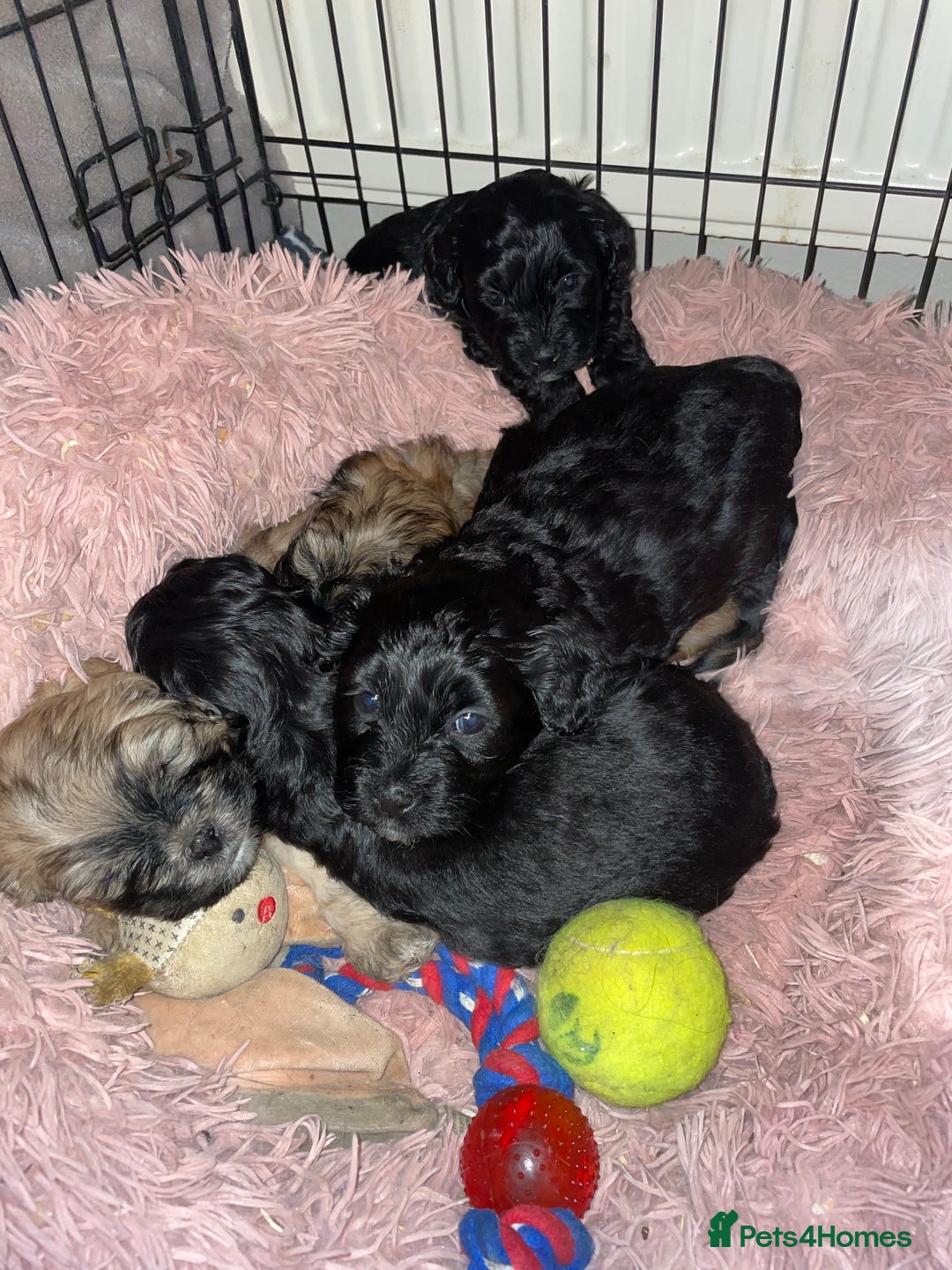 Shihpoo dogs for sale: Adorable boys  - Advert 2