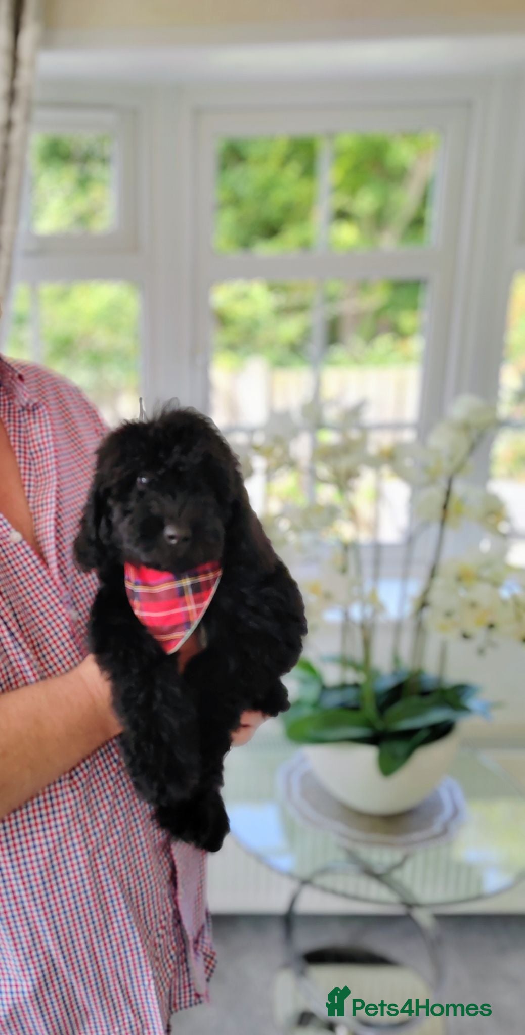 Cavapoo dogs DNA TESTED PARENTS & GRANDPARENTS TOY CAVAPOO   - Advert 2