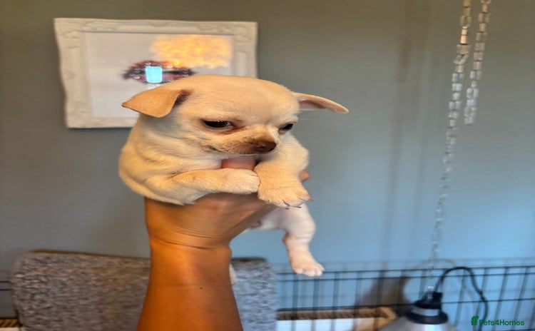 Chihuahua dogs - Advert 3