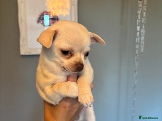 Chihuahua dogs - Advert 1