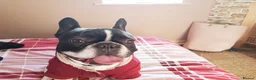 French Bulldog dogs for adoption: LUNA – A Little Lady Looking for Her Forever Sofa in Nottingham - Advert 12