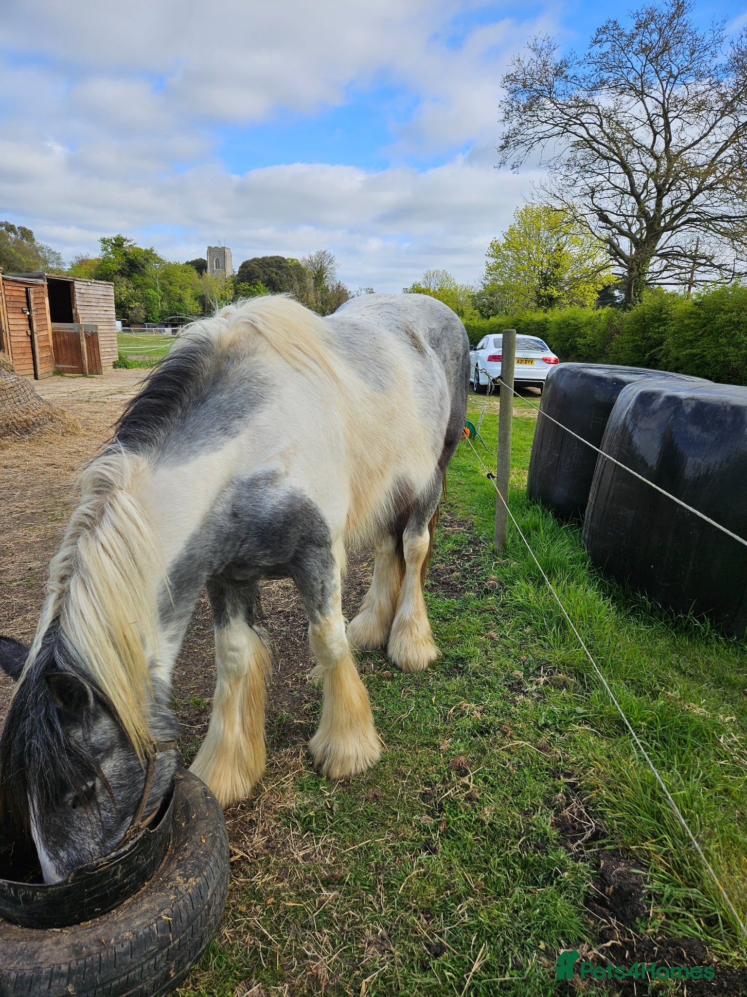 Other Breed horses Maxi cob type gelding  - Advert 5