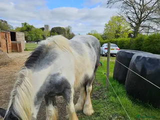 Other Breed horses Maxi cob type gelding - Advert 5