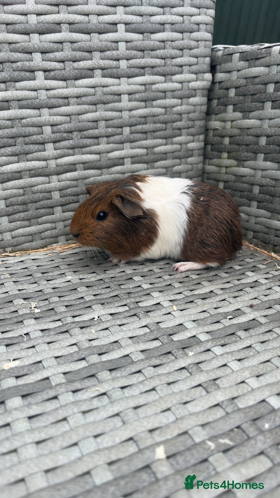Guinea Pig rodents GIRLS&BOYS  - Advert 14