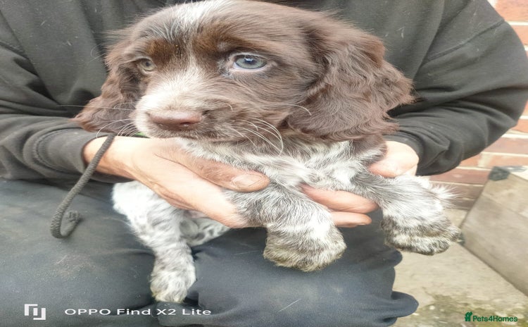 Cocker Spaniel dogs - Advert 15