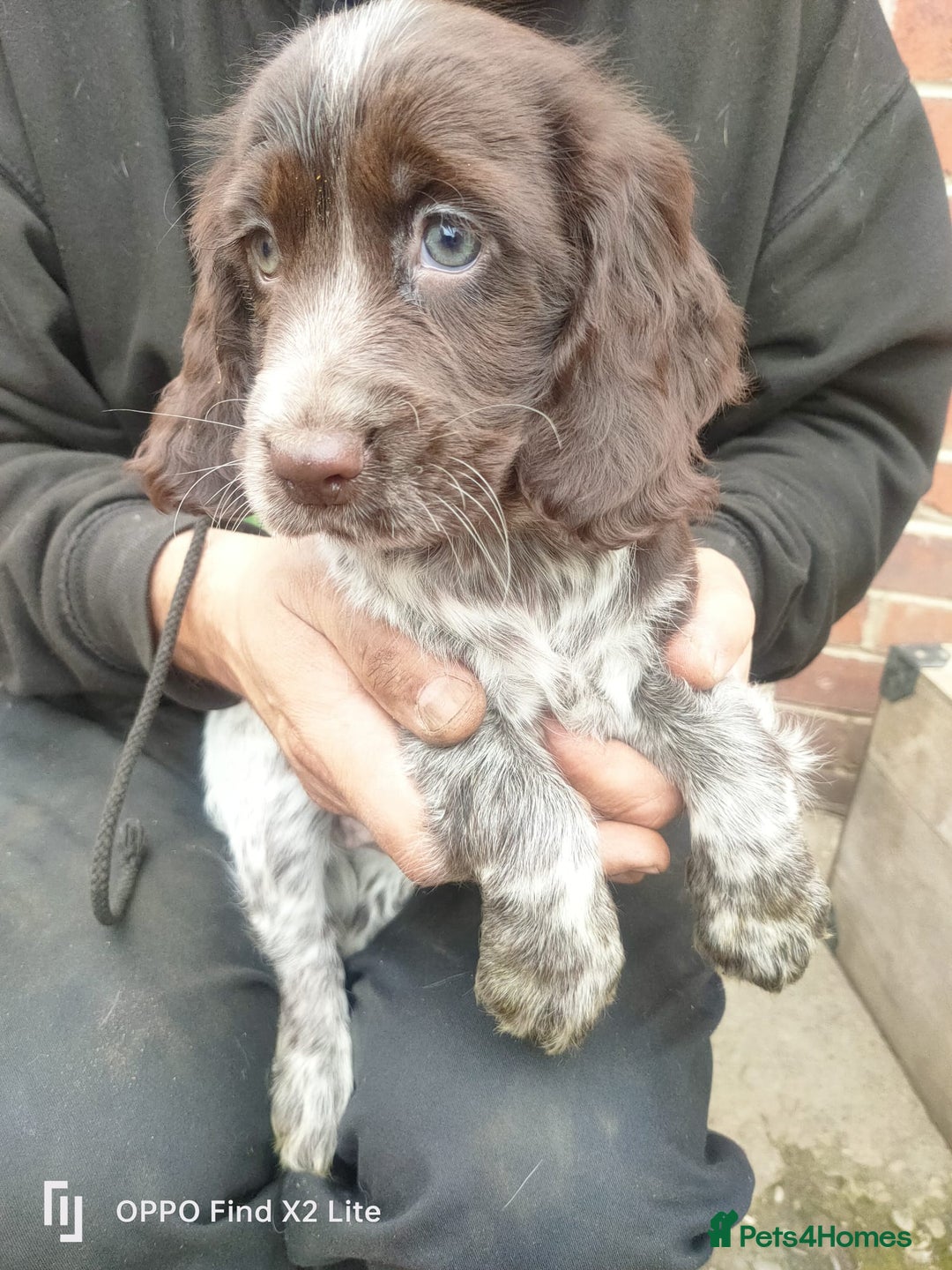 Cocker Spaniel dogs for sale: Working Cocker Spaniel Puppies For Sale - Image 1