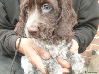 Cocker Spaniel dogs - Advert 6