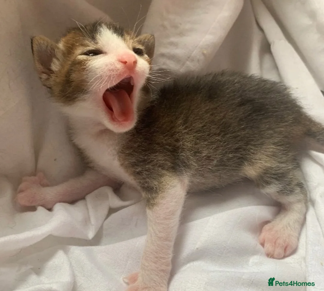 Mixed Breed cats for sale: Abyssinian X from outcross programme - Advert 19