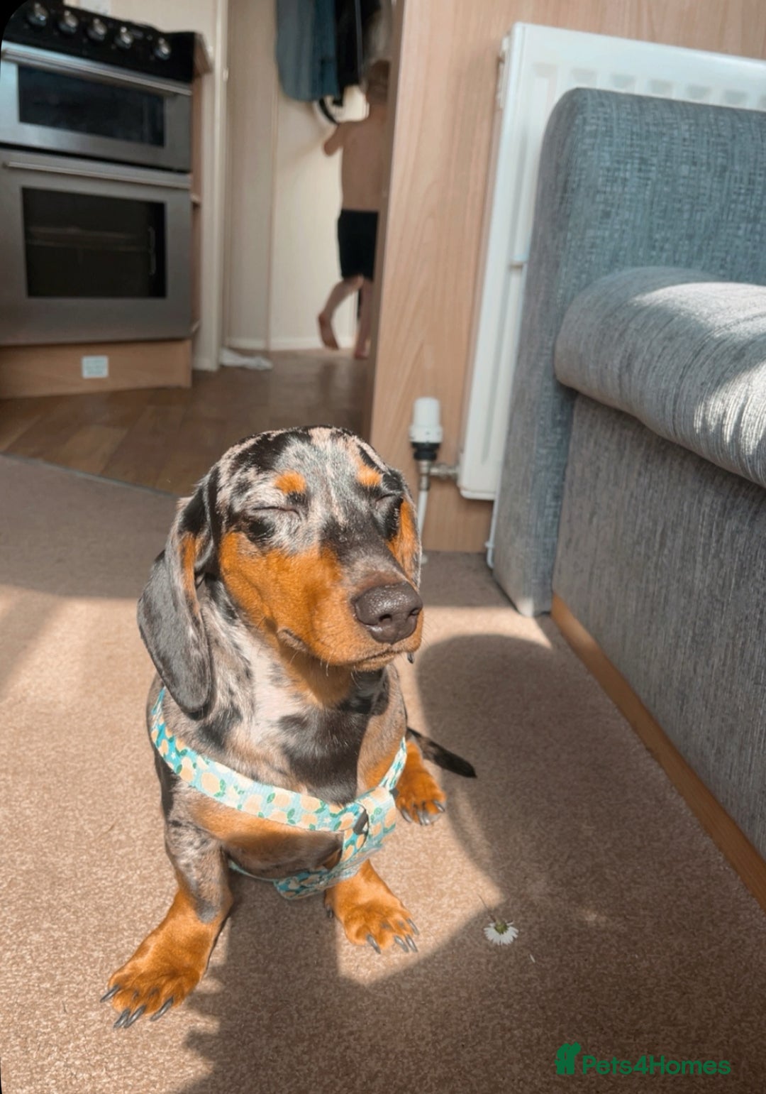 Miniature Dachshund dogs for sale: Dash the dachshund   - Image 1