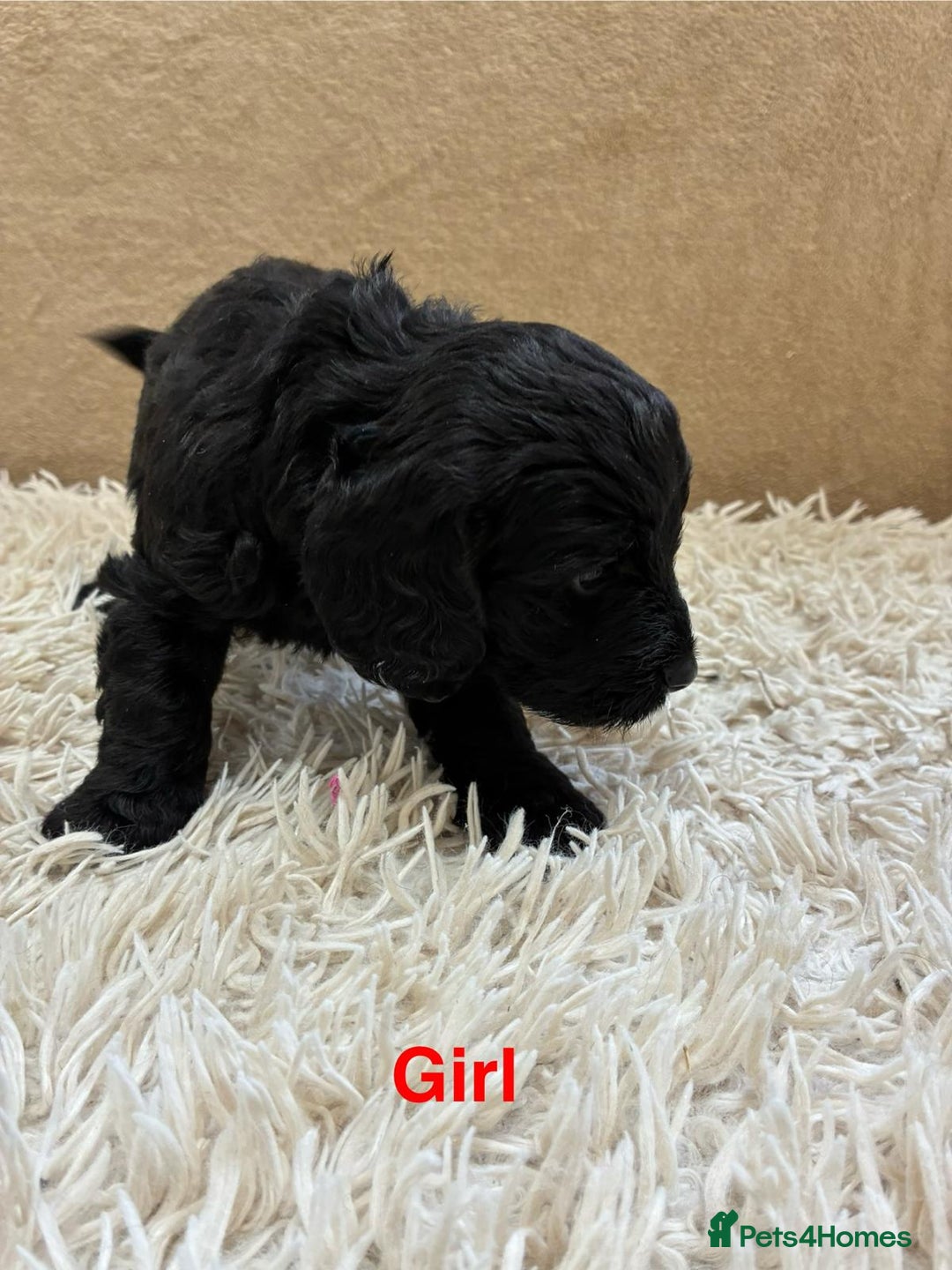 Sproodle dogs for sale: Lovely Sproodles (Springerpoos) - Image 2