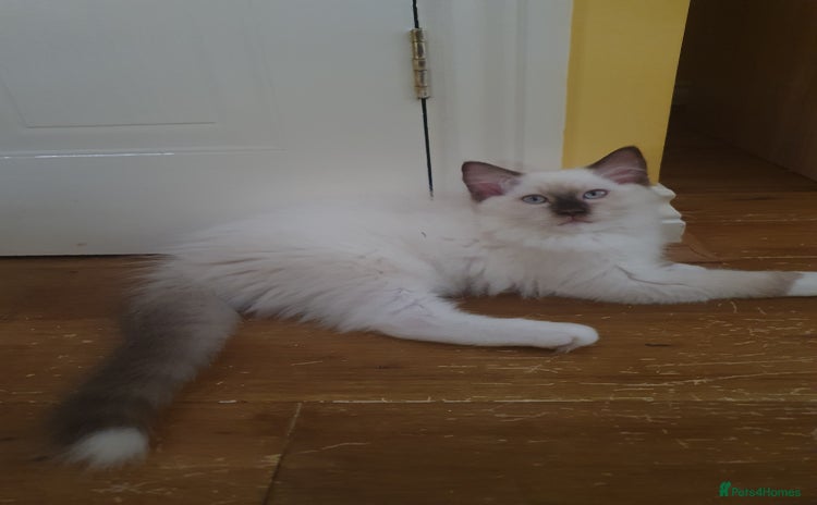 Ragdoll cats in Chatham - Advert 2