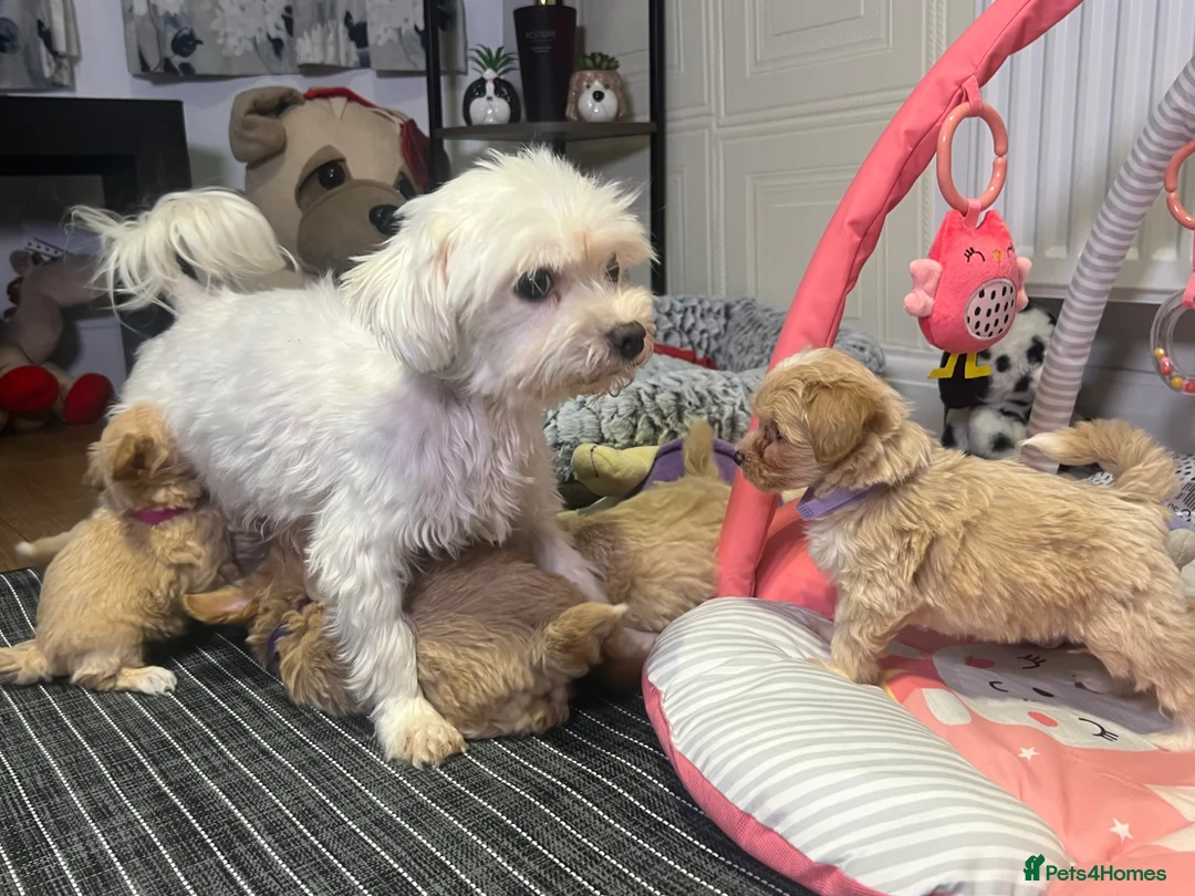Maltipoo dogs for sale: ❤️Gorgeous F1 Maltipoo❤️ in Dagenham - Advert 2
