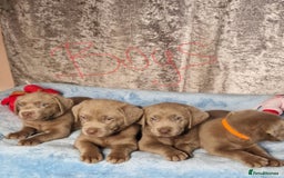 Labrador Retriever dogs for sale: Adorable Silver Labrador Puppies  - Image 15