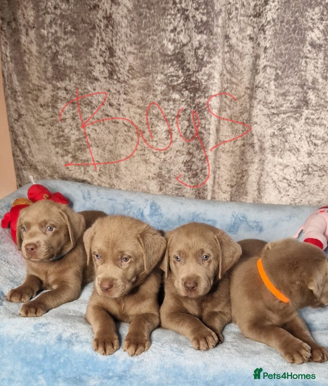 Labrador Retriever dogs for sale: Adorable Silver Labrador Puppies  - Image 15