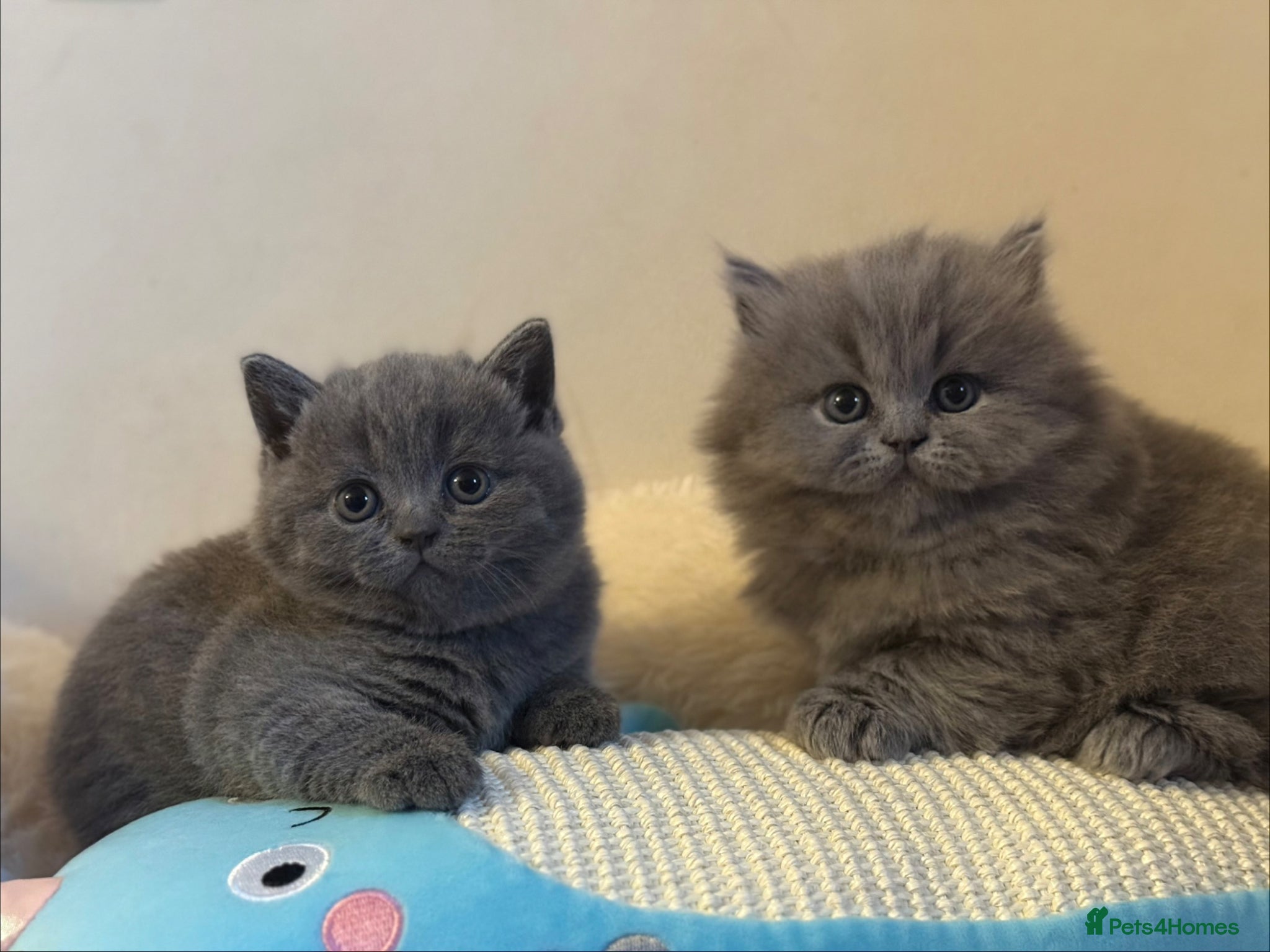 British Shorthair cats GCCF BSH & BSL show quality Champions - Advert 1