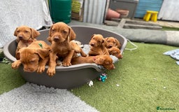 Hungarian Vizsla dogs for sale: KC registered hungarian vizsla puppies - Image 11