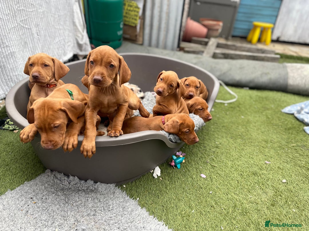 Hungarian Vizsla dogs for sale: KC registered hungarian vizsla puppies - Image 11