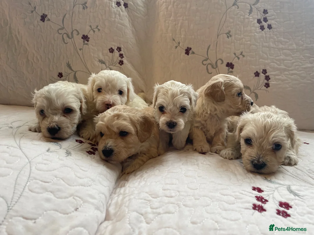 Maltipoo dogs for sale: Gorgeous maltipoo puppies  - Advert 10