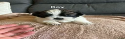 Shih Tzu dogs for sale: These 4 bundles of joy are so cute and cuddly  in Maidstone - Advert 4
