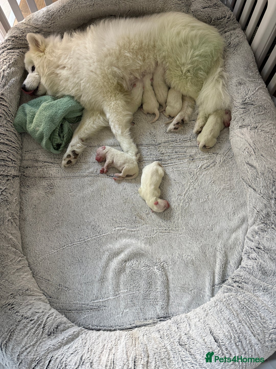 Samoyed dogs for sale: Beautiful Samoyed Puppies for sale - Advert 2