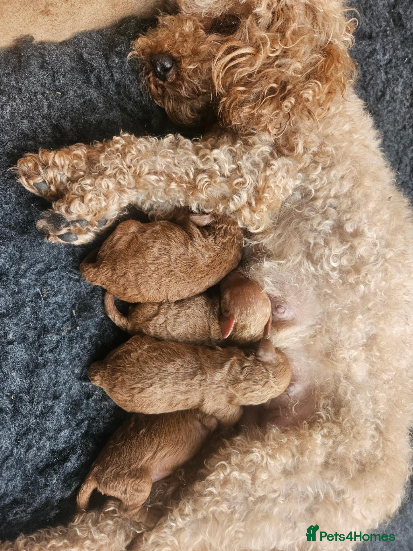 Toy Poodle dogs Stunning  Red Toy Poodle Pups  - Advert 5