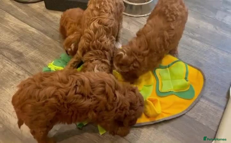 Cavapoo dogs - Advert 1